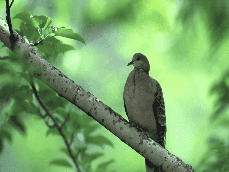 要二胎 试管，试管纳入医保海南