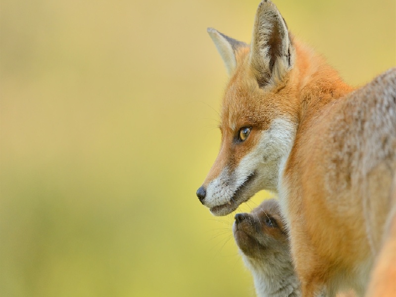 试管陶泥花瓶，国内如何单人试管